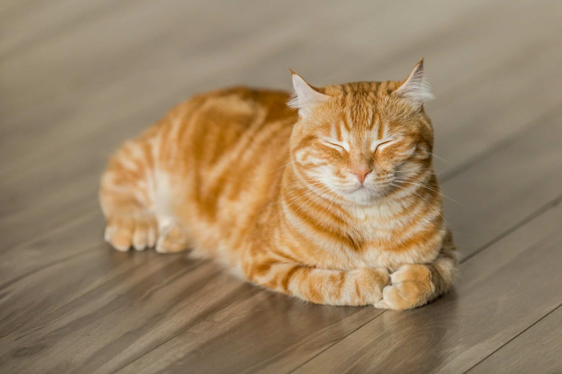 How to Choose the Right Food for a Cat with Urinary Tract Issues ...